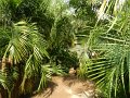 28 - Dichte Palmenwege